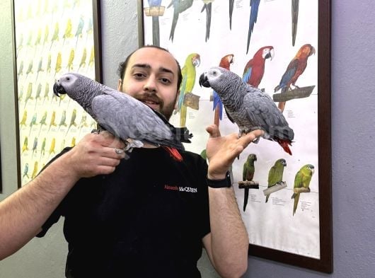Konuşan Zeki Evcil Eğitimli Jako Papağanı