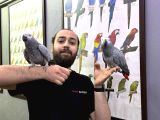 Konuşan Zeki Evcil Eğitimli Jako Papağanı