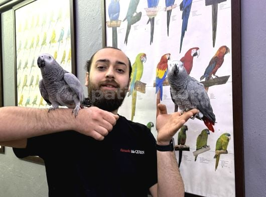 Konuşan Zeki Evcil Eğitimli Jako Papağanı görsel
