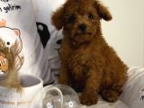Teacup Kore Poodle