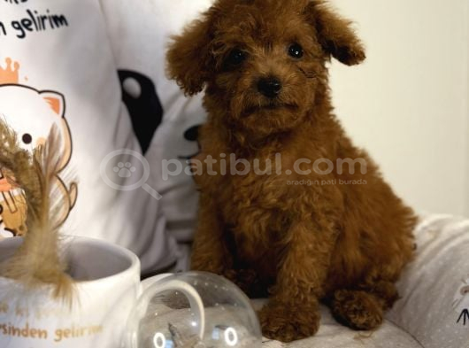 Teacup Kore Poodle görsel