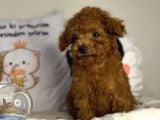 Teacup Kore Poodle