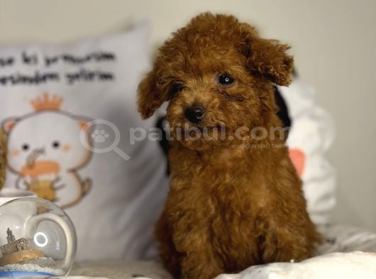 Teacup Kore Poodle görsel