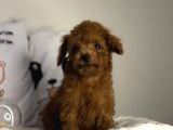 Teacup Kore Poodle