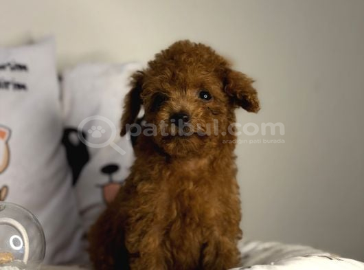 Teacup Kore Poodle görsel
