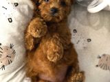 Teacup Kore Poodle