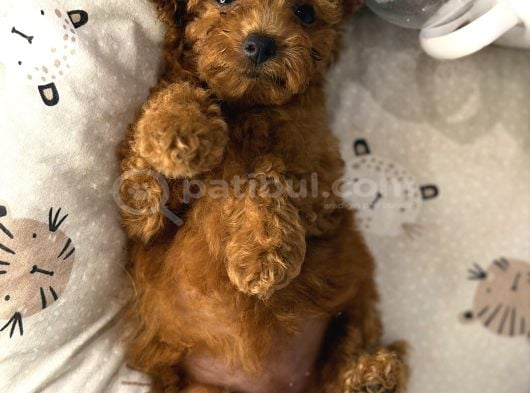 teacup kore Poodle