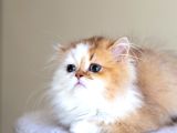 3 Aylık Safkan British Longhair Bicolor By11 03