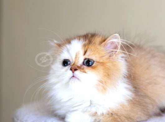 3 Aylık Safkan British Longhair Bicolor By11 03 görsel