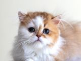 3 Aylık Safkan British Longhair Bicolor By11 03