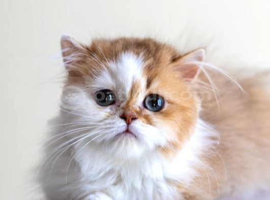 3 Aylık Safkan British Longhair Bicolor By11 03