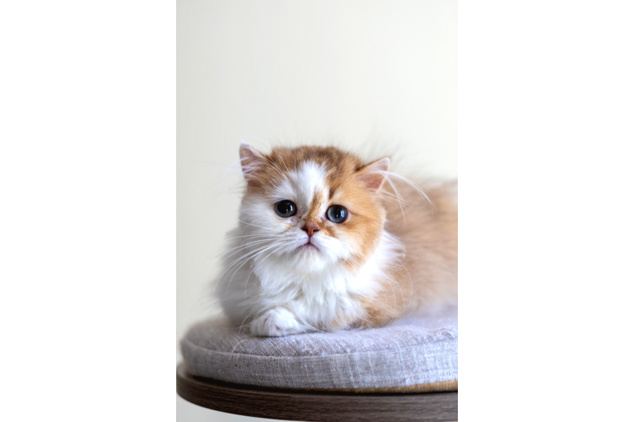 3 Aylık Safkan British Longhair Bicolor By11 03