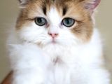 3 Aylık Safkan British Longhair Bicolor By11 03