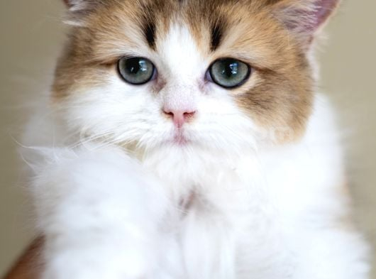 3 Aylık Safkan British Longhair Bicolor By11 03 görsel