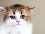 3 Aylık Safkan British Longhair Bicolor By11 03