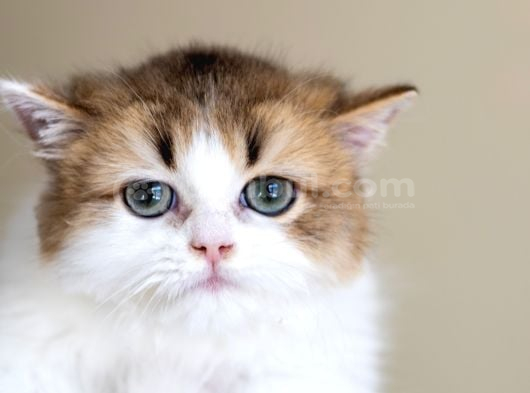 3 Aylık Safkan British Longhair Bicolor By11 03 görsel
