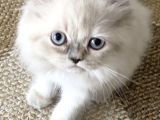 British Longhair