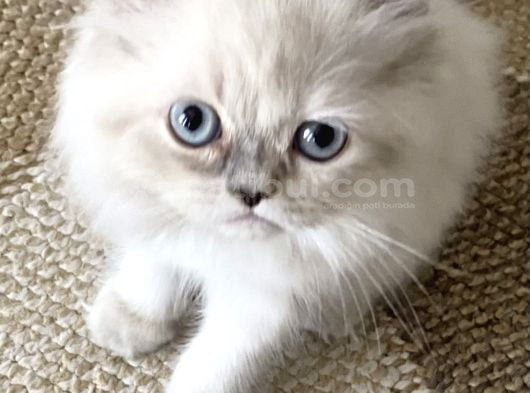 British Longhair görsel