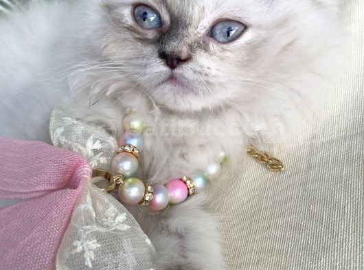 British Longhair görsel