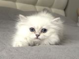 British Longhair