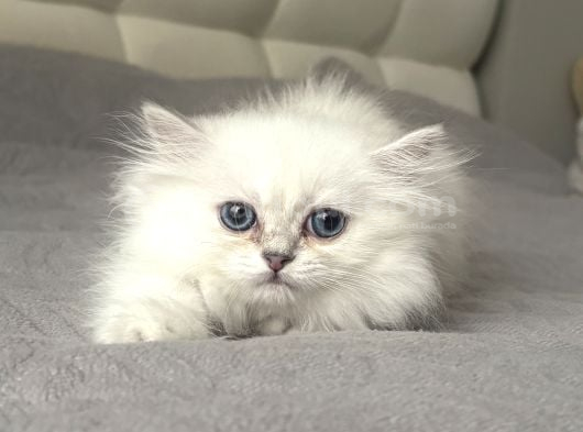 British Longhair görsel