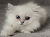 British Longhair