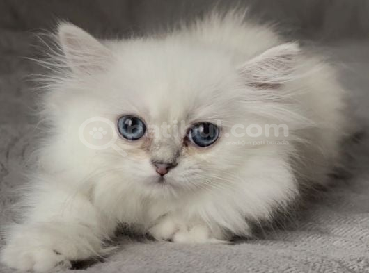 British Longhair