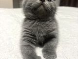 2 Aylık British Shorthair