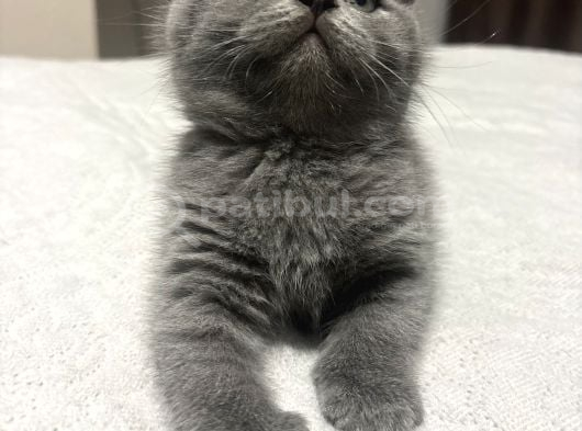 2 Aylık British Shorthair görsel