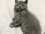 2 Aylık British Shorthair