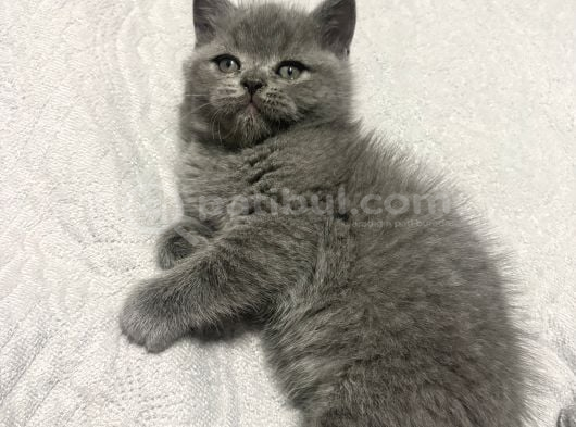 2 Aylık British Shorthair görsel