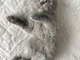 2 Aylık British Shorthair