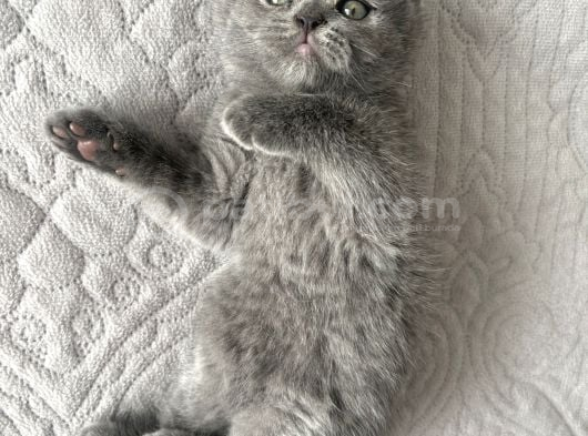 2 Aylık British Shorthair görsel