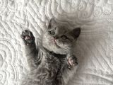 2 Aylık British Shorthair