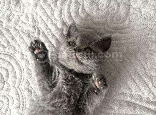 2 aylık british Longhair