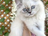 British Longhair