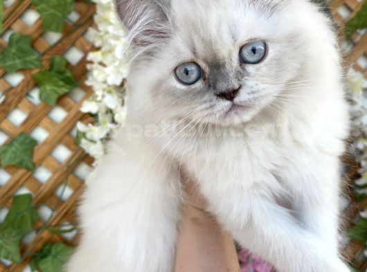 British Longhair görsel