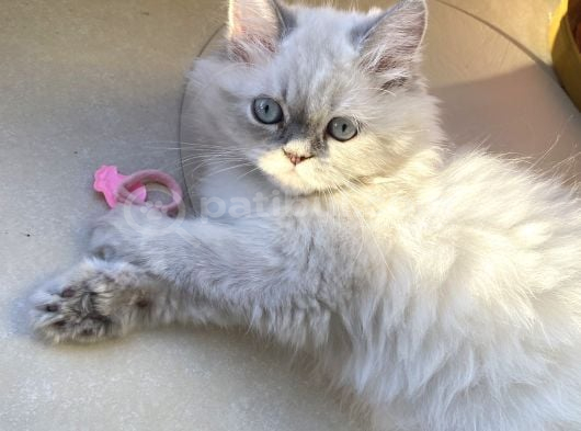 British longhair