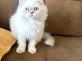 British Longhair
