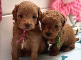 Red Rengi̇nde Malti̇poo Bebekleri̇mi̇z