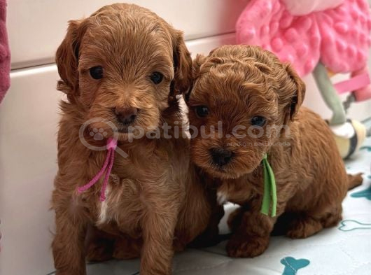 Red Rengi̇nde Malti̇poo Bebekleri̇mi̇z görsel