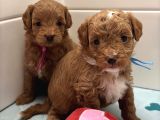 Güzeller Güzeli̇ Malti̇poo Yavrulari