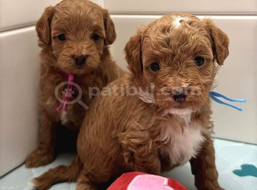 Güzeller Güzeli̇ Malti̇poo Yavrulari görsel