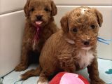 GÜZELLER GÜZELİ MALTİPOO YAVRULARI