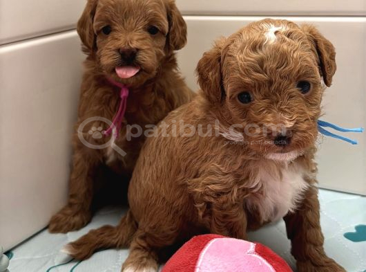 GÜZELLER GÜZELİ MALTİPOO YAVRULARI