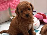 Red Rengi̇nde Malti̇poo Bebekleri̇mi̇z