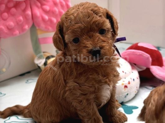 RED RENGİNDE MALTİPOO BEBEKLERİMİZ