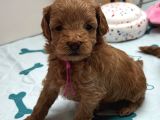 Red Rengi̇nde Malti̇poo Bebekleri̇mi̇z