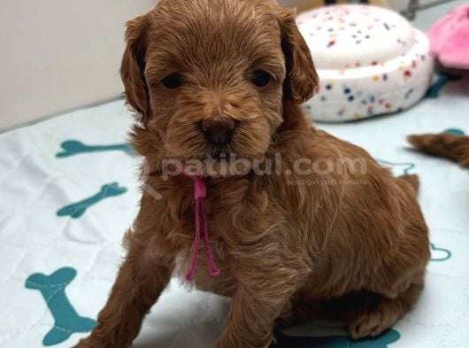 Red Rengi̇nde Malti̇poo Bebekleri̇mi̇z görsel