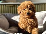 RED RENGİNDE TOY POODLE BEBEKLERİMİZ